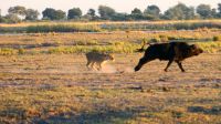 Botswana - Pirschfahrt im Chobe - Attacke