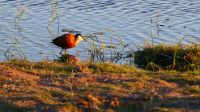 Botswana - Pirschfahrt im Chobe -  Jacana (Blatthühnchen)