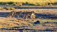 Botswana - Pirschfahrt im Chobe - Löwenrudel