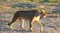 Botswana - Pirschfahrt im Chobe - Löwendame