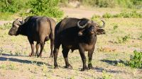 Botswana - Pirschfahrt im Chobe - Büffel