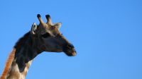 Botswana - Pirschfahrt im Chobe - Giraffen-Dame