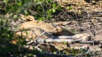 Botswana - Pirschfahrt im Chobe - schlafende Löwin im Busch