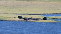 Botswana - Pirschfahrt im Chobe - Hippos outside