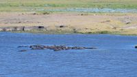 Botswana - Pirschfahrt im Chobe - Hippos inside