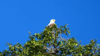 Botswana - Bootsfahrt auf dem Chobe - Fish Eagle
