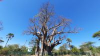 Simbabwe - Vic Falls - Livingstone Baobab