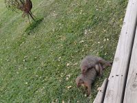 erste Tiebeobachtung-Zebramangusten.jpg