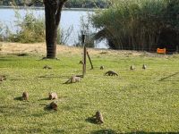 Guten Morgen Botswana.jpg