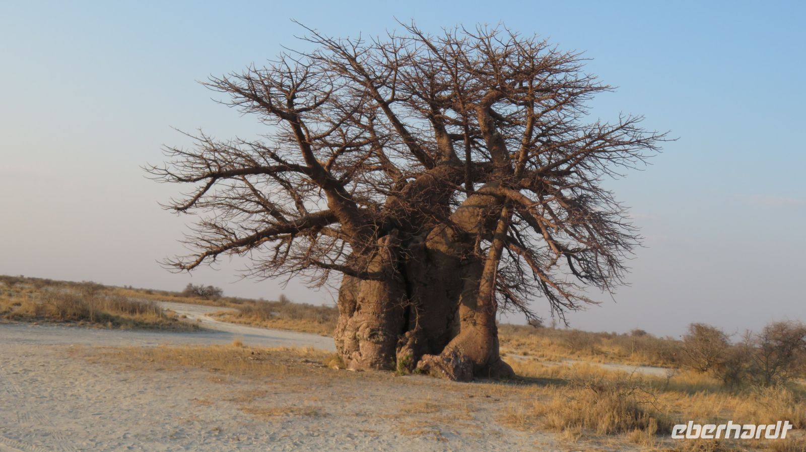 Baobab Nata.JPG