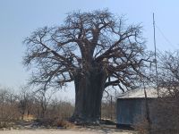 Baobab Planet