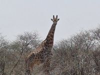 Giraffe auf dem Weg nach Maun
