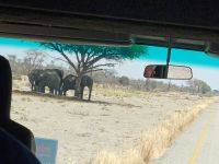 am Straßenrand Fahrt nach Maun