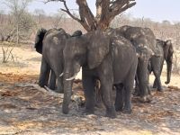 Elefanten am Sraßenrand