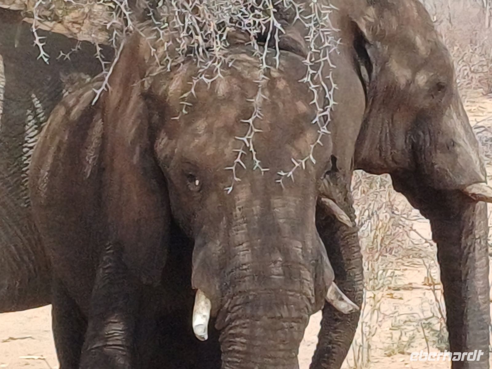 auf dem Weg nach Maun