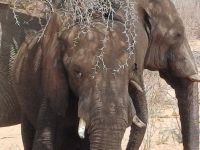 auf dem Weg nach Maun