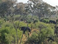 Skokomoka überall Elefanten :-)