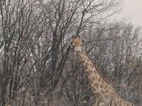 Giraffe auf dem Weg Moremi NP.jpg