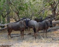 Gnuherde im Moremi.jpg