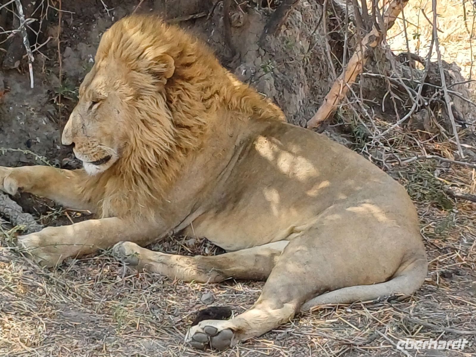 Löwe im Portrait.jpg