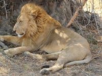 Löwe im Portrait.jpg