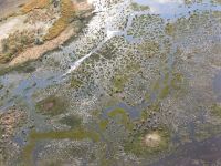 Heli-Flug Okavango Delta.jpg