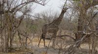 Giraffe auf dem Weg in den Moremi.JPG