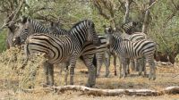 Zebras Moremi.JPG