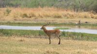 Antlope Moremi.JPG