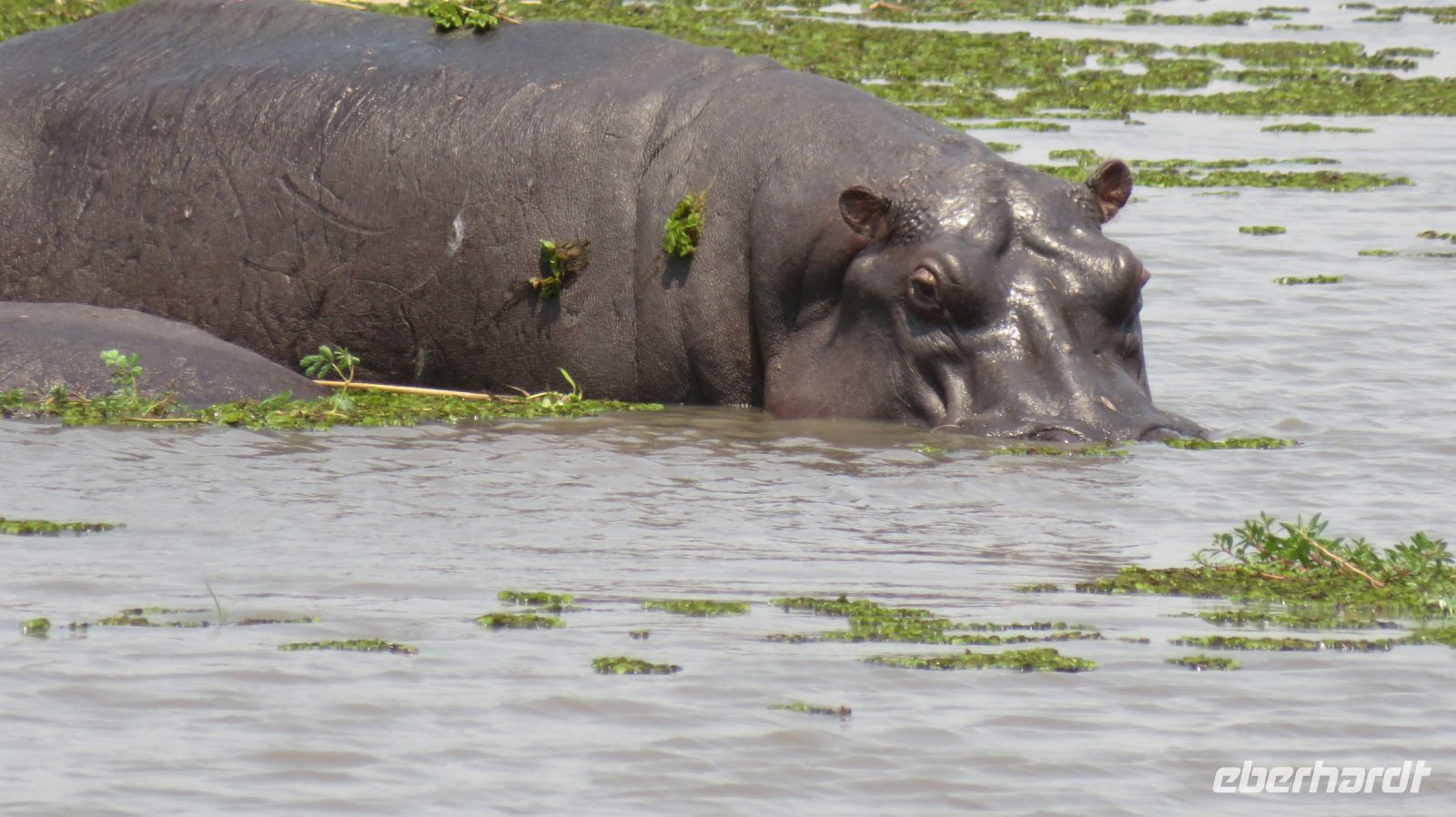 Besuch beim Mittag im Moremi.JPG
