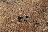 Zebramanguste an unserer Lodge