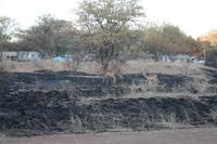 Impalas im Lodgegelände