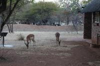 Impalas im Lodgegelände
