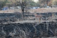 Impalas im Lodgegelände