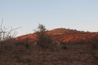 Giraffen am Morgen im Pilanesberg-Nationalpark