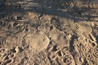 Elefantenfußabdrücke