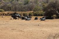 Büffel am Wasserloch