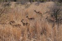 Impalas im Buschfeld