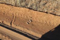 Tote Schlange am Straßenrand