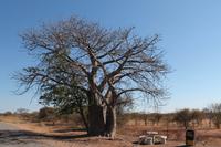 Baobab