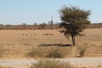 Eine Horde Geier am Straßenrand