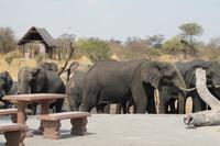 Elefanten am Wasserloch