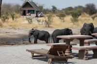 Elefanten am Wasserloch