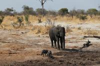 Elefant und Warzenschweine zusammen