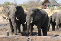 Elefanten am Wasserloch