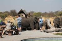 Elefanten am Wasserloch