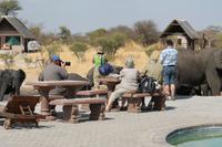 Elefanten am Wasserloch