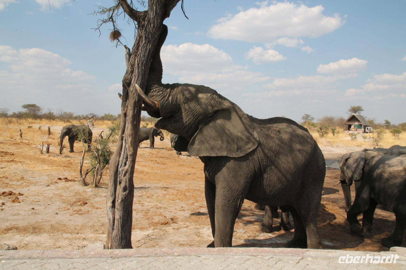 Elefanten am Wasserloch