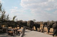 Elefanten haben den Baum besiegt