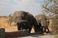 Elefanten am Wasserloch